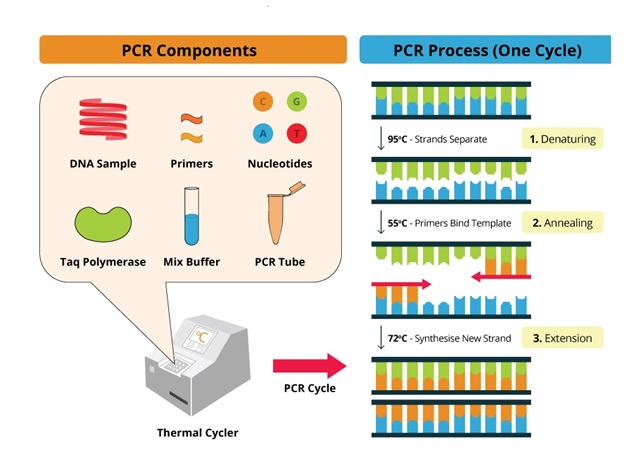 PCR components needed to perform conventional PCR