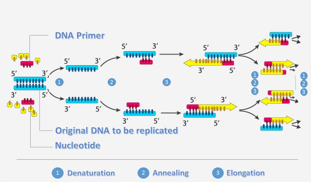Recombinant DNA Technology Process Polymerase chain reaction PCR
