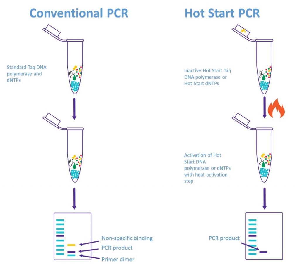 Difference between Conventional and Hot Start PCR